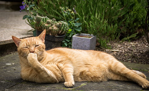 tabby cat lying on floor thumbnail