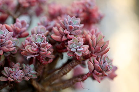 pink and green succulent thumbnail