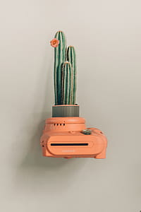 Green Cactus Plant on Orange Camera thumbnail