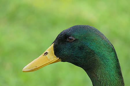 green head duck thumbnail
