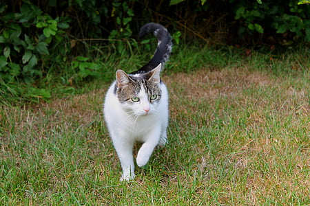 white and gray cat on grass thumbnail