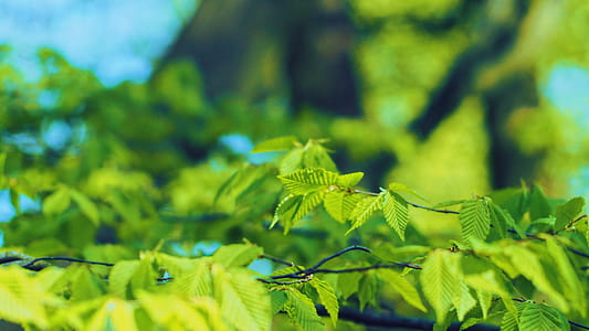 Selective Focus Photography of Green Leaves thumbnail