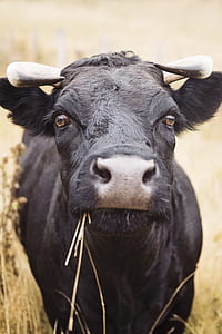 landscape, field, eating, animal thumbnail