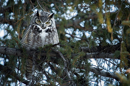 gray and brown owl perched on brown twig thumbnail