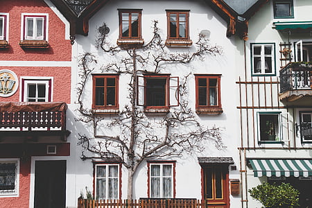 tree beside house thumbnail
