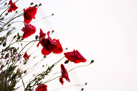 bed of red flowers thumbnail