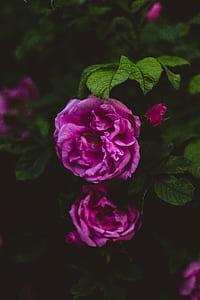 nature, flowers, petals, blur thumbnail