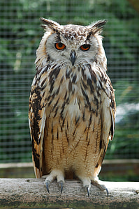 white and brown owl on the branch thumbnail