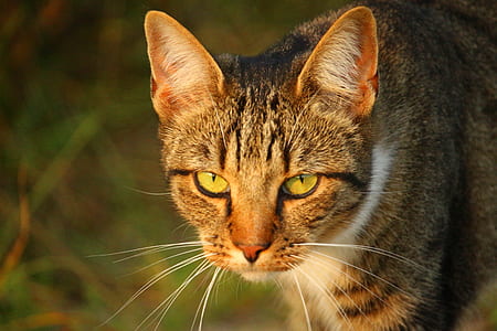 silver tabby cat on green grass thumbnail