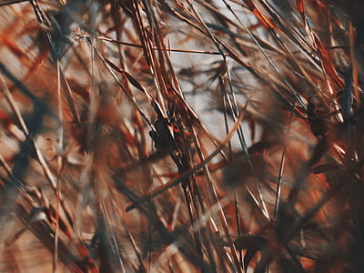 selective focus photography of brown sticks thumbnail