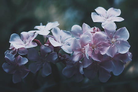 white and pink flowers thumbnail