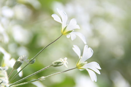 close-up photography of white petaled flower thumbnail