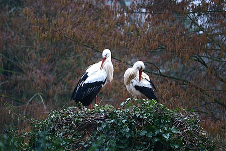 two white-and-black birds on plant thumbnail