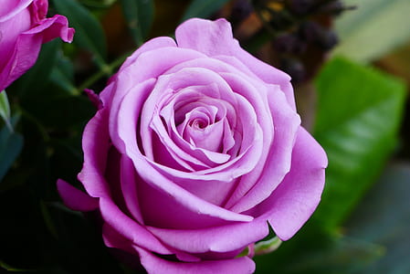 selective focus photography of pink rose thumbnail