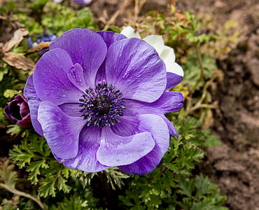 purple flower thumbnail