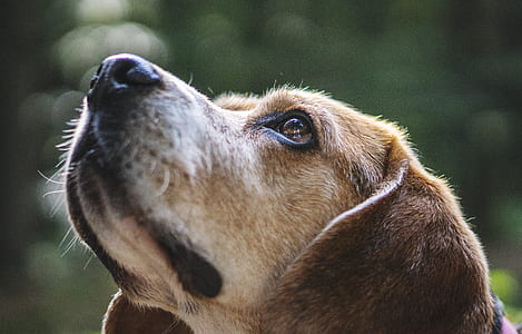 animal, dog, pet, cute thumbnail