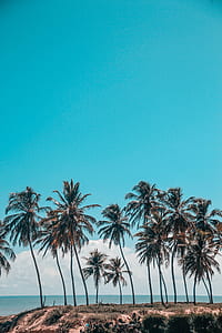 tall green coconut trees during daytime thumbnail