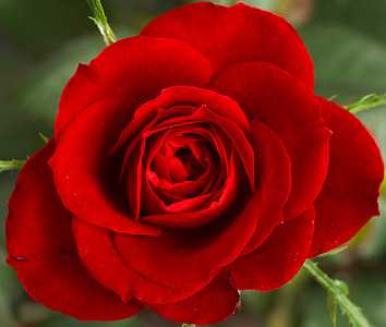 close up photo of red rose in bloom thumbnail