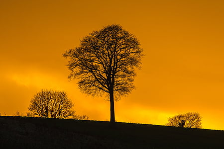 silhouette of trees thumbnail