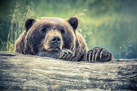 Bear Peering over a fallen tree thumbnail
