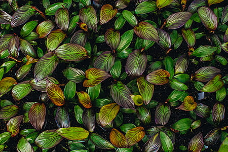 green-and-maroon plant thumbnail