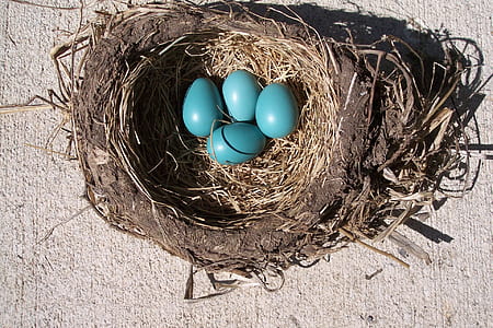 four blue eggs on brown nest thumbnail