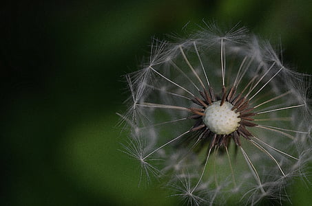 photography of white dandelion thumbnail