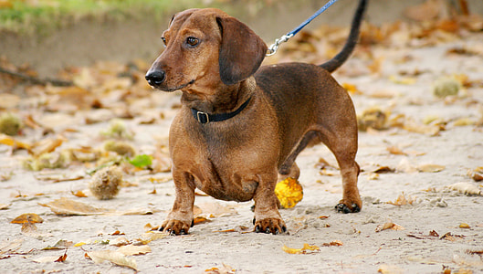 Dog, Dachshund thumbnail