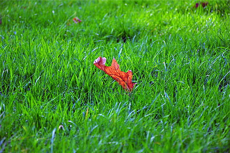 photo of maple leaf on grass thumbnail