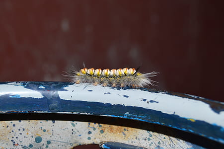 hairy, insect, macro, butterfly thumbnail