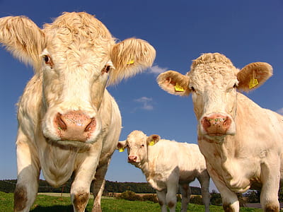 photography of three white cattles under white cloud blue skies thumbnail