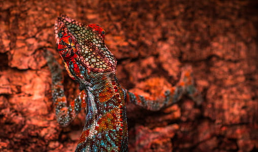 pattern, texture, animal, abstract thumbnail