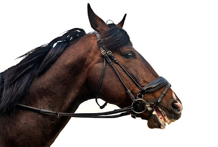 brown horse with white background thumbnail