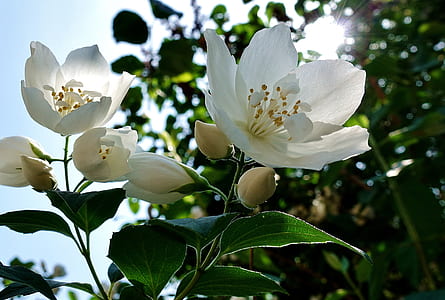 closeup photo of white petaled flowers thumbnail