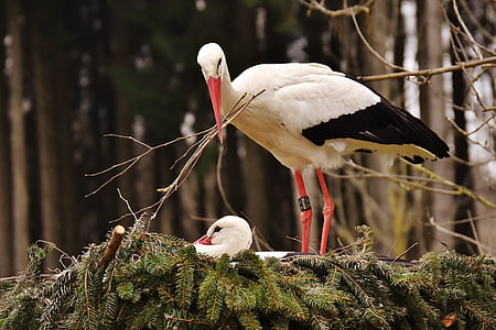 white and black cane birds thumbnail