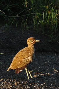 wood, nature, bird, animal thumbnail