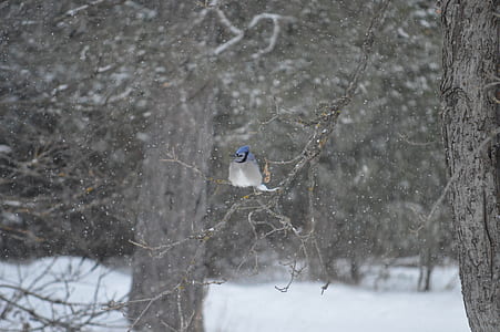 blue and white bird on tree branch during snowy day thumbnail