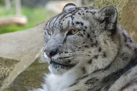 shallow focus photography of white tiger thumbnail