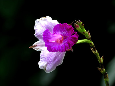 selective focus photography of two pink and white petaled flowers thumbnail