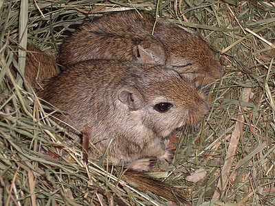 closeup photography of brown rodents thumbnail