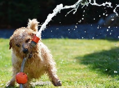 short-coated tan and white dog playing on garden hose during daytime thumbnail