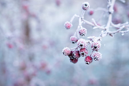 Frozen berries thumbnail
