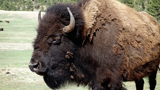 bison on field thumbnail