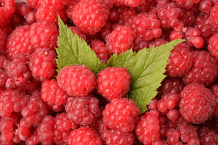 bunch of raspberry thumbnail