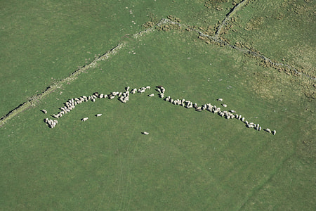 group of sheep on the green grass field thumbnail