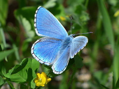 common blue butterfly on green leaf plant thumbnail