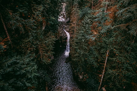 aerial view of forest thumbnail