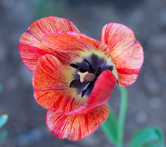 pink and purple flower thumbnail