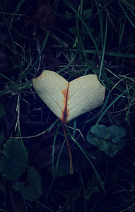 white heart-shaped leaf thumbnail