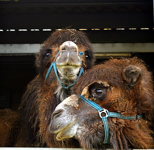 two brown animals in white metal building thumbnail